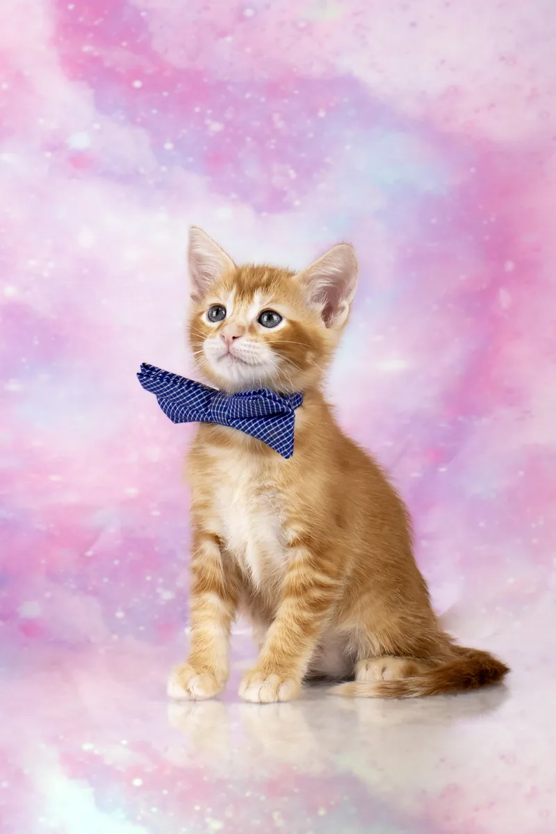 Cayenne   Weeks thumbnail 6