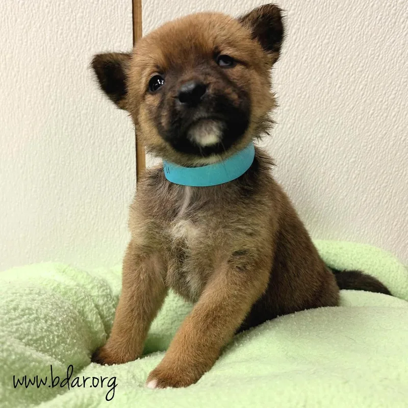 A baby medium-sized female Black Mixed Breed dog named Zanni for adoption in Cheyenne, WY