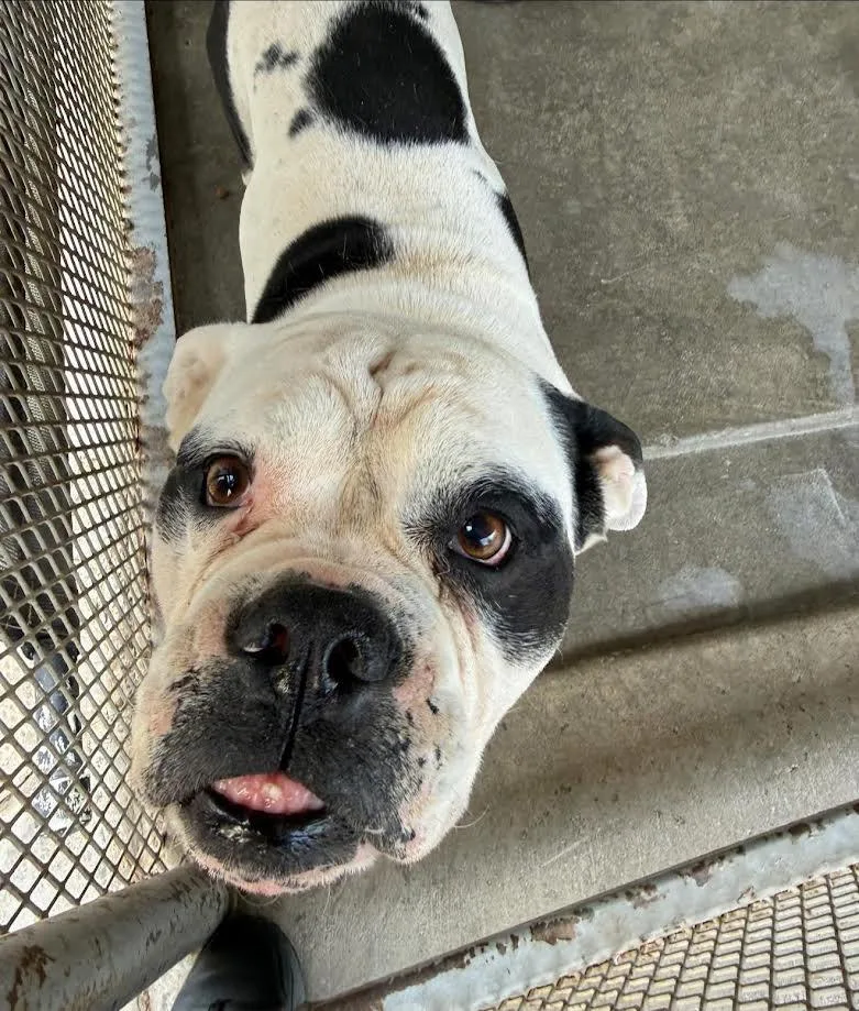 An adult medium-sized male Black English Bulldog dog named Tank for adoption in Oakdale, CA