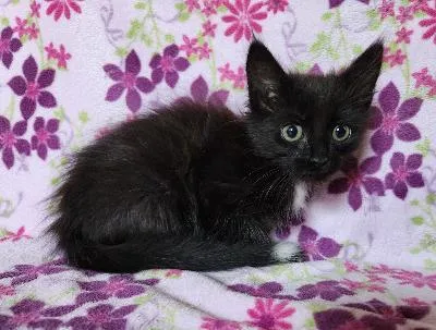 A baby small-sized female Domestic Medium Hair cat named Lollipop for adoption in Wilkesboro, NC