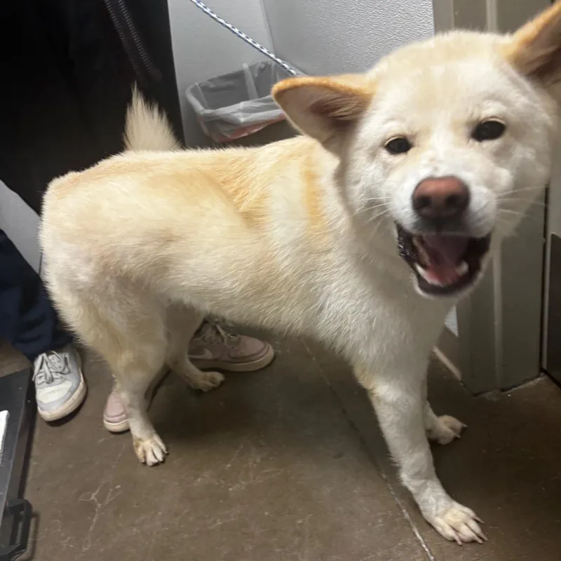 A young medium-sized female Husky dog named Maggie for adoption in Tulsa, OK