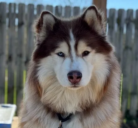 An adult large-sized male Husky dog named Cody for adoption in Xenia, OH