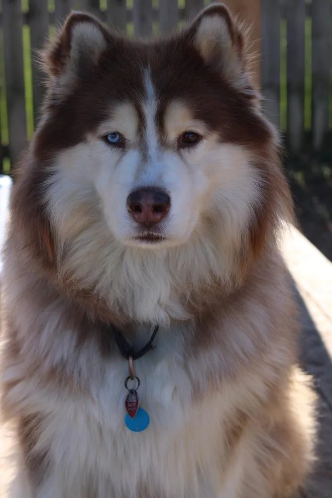 Cody thumbnail 3