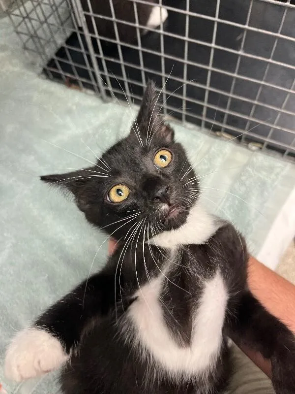 A young medium-sized male Black Domestic Short Hair cat named Pip for adoption in Supply, NC