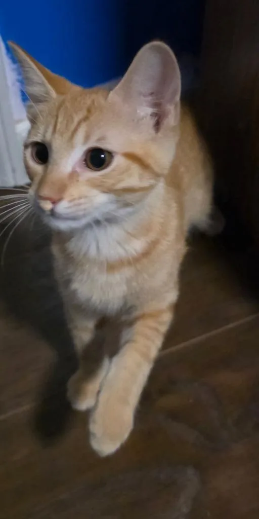 Waffles thumbnail 2