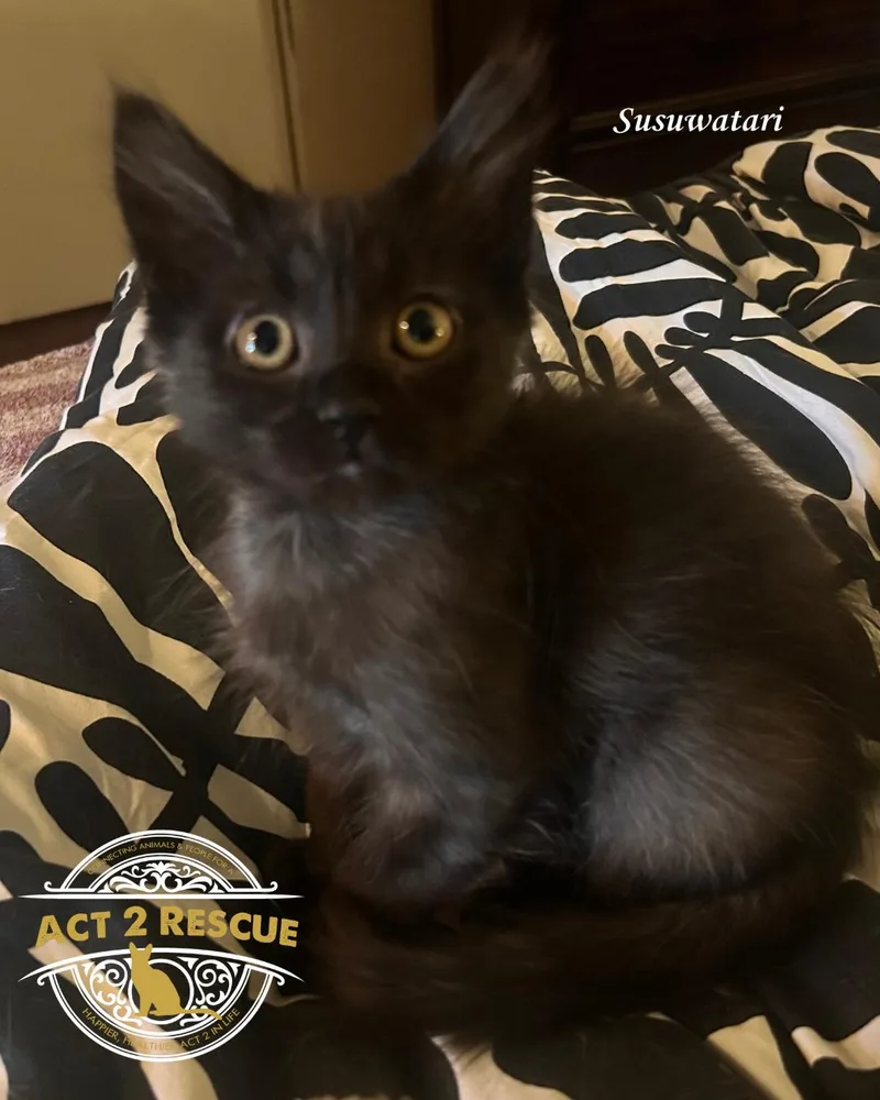 Susuwatari thumbnail 2