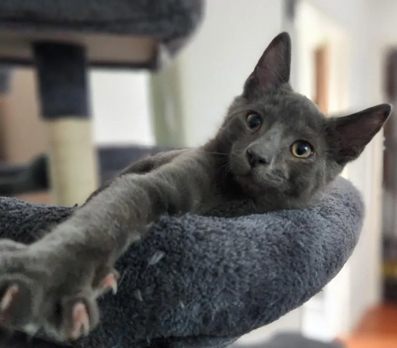 A baby large-sized male Gray / Blue / Silver Domestic Short Hair cat named Riddler for adoption in Hawthorne, CA