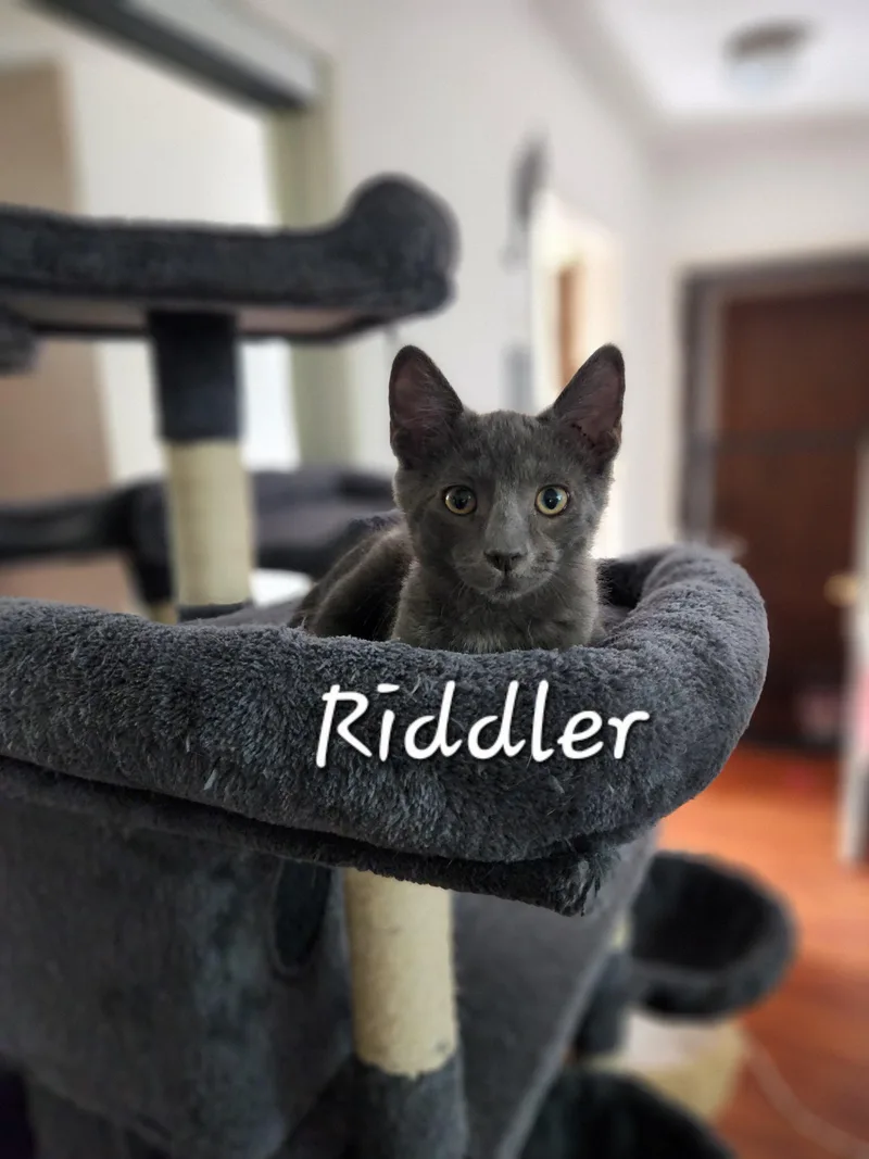 Riddler thumbnail 2