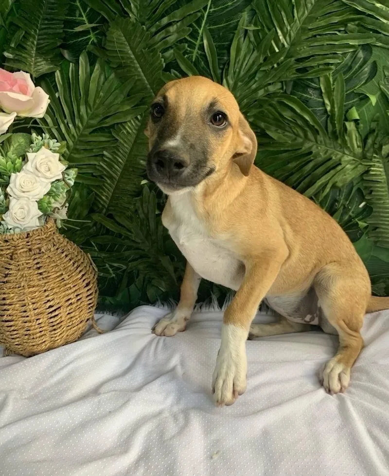 A baby medium-sized female Brown / Chocolate Mixed Breed dog named Nala for adoption in Richmond, VA
