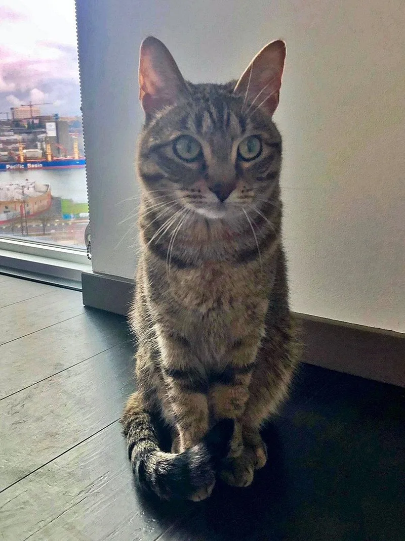A senior medium-sized female Tabby cat named Lacey   Offered for adoption in Hillsboro, OR