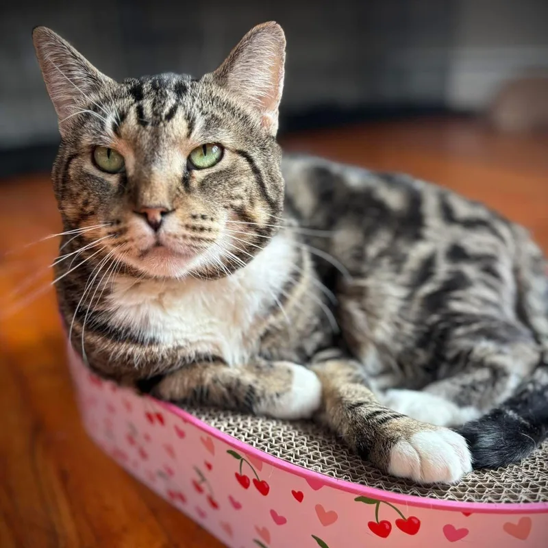 A young large-sized male Tabby (Brown / Chocolate) Domestic Short Hair cat named Harold for adoption in Buffalo, NY
