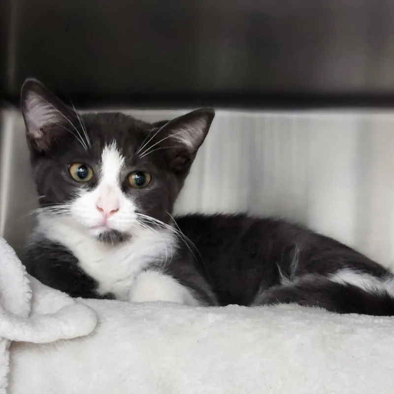 A baby small-sized female Gray / Blue / Silver Domestic Short Hair cat named Mimslet for adoption in Grand Rapids, MI