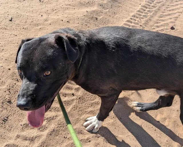 An adult medium-sized male Labrador Retriever dog named Oliver for adoption in Albuquerque, NM