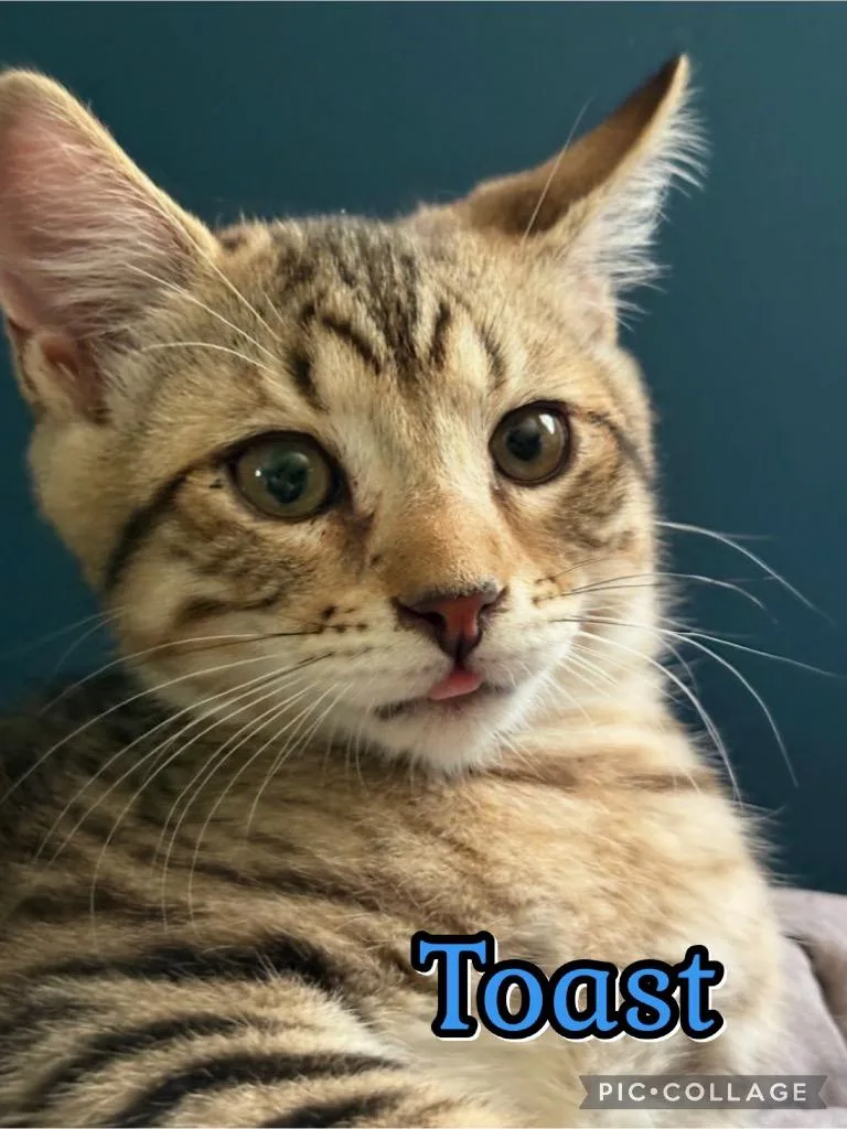 A baby small-sized male Domestic Short Hair cat named Toast for adoption in Fort Oglethorpe, GA
