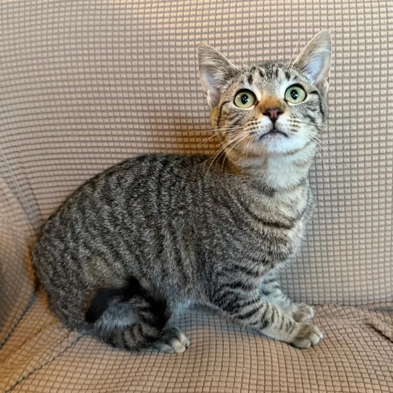 Maya