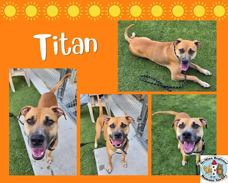 A young medium-sized male Terrier dog named Titan for adoption in Athens, TN