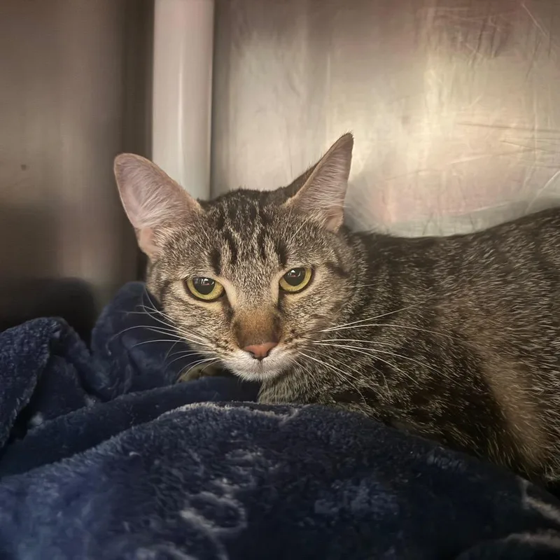 An adult medium-sized female Domestic Short Hair cat named Minerva for adoption in Murray, UT