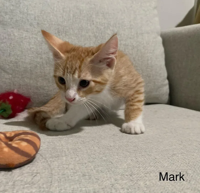 A baby medium-sized male Domestic Short Hair cat named Mark for adoption in San Antonio, TX