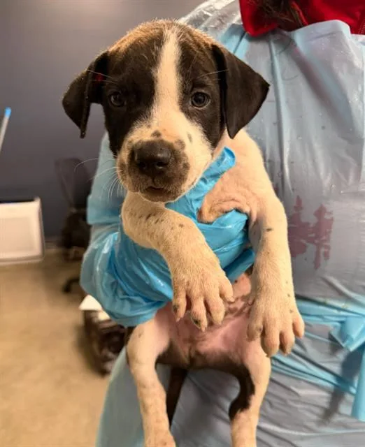 A baby small-sized male Pointer dog named Delmar for adoption in San Antonio, TX