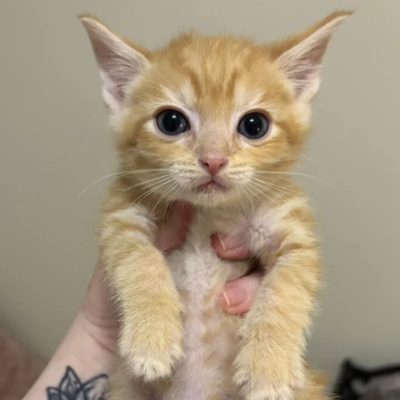 A baby small-sized male Domestic Short Hair cat named Nemo for adoption in Cumming, GA