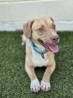 An adult medium-sized female Mixed Breed dog named Honey for adoption in Savannah, GA