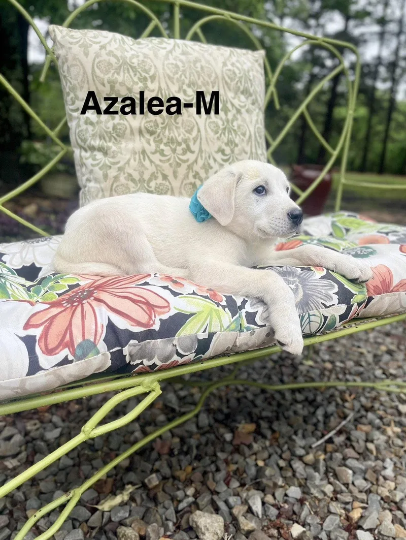 A baby large-sized male Labrador Retriever dog named A Azalea Lonestar for adoption in Rockaway, NJ