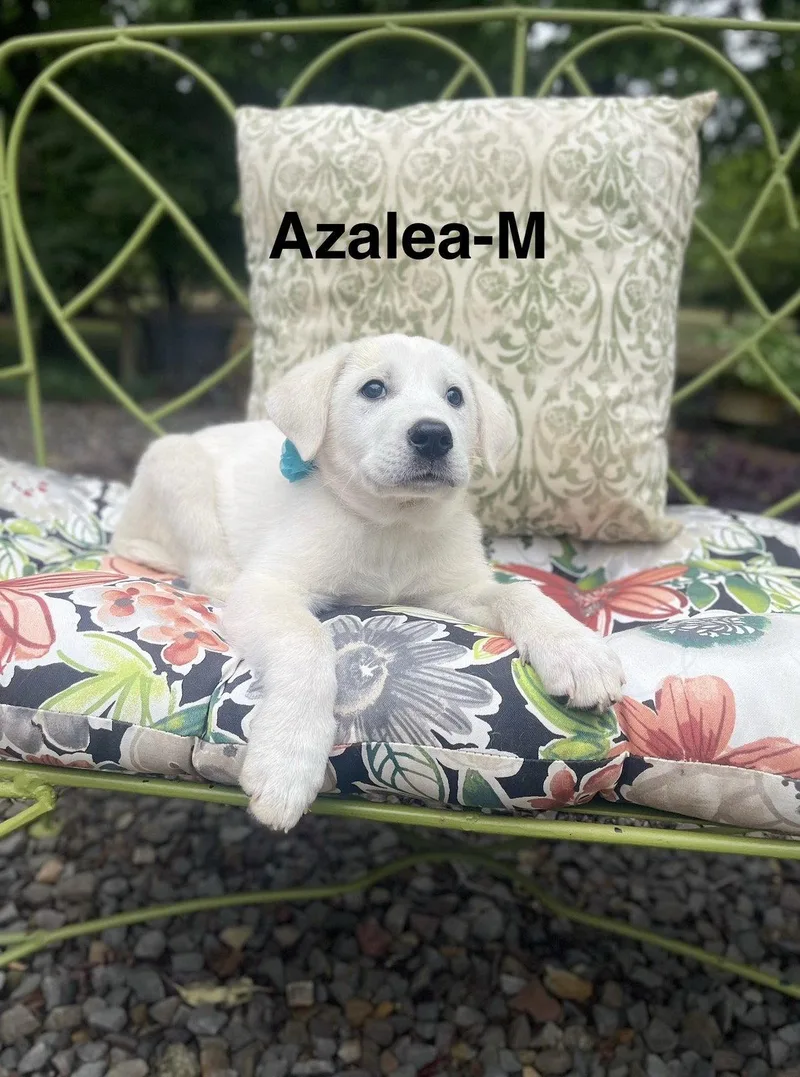 A Azalea Lonestar thumbnail 2