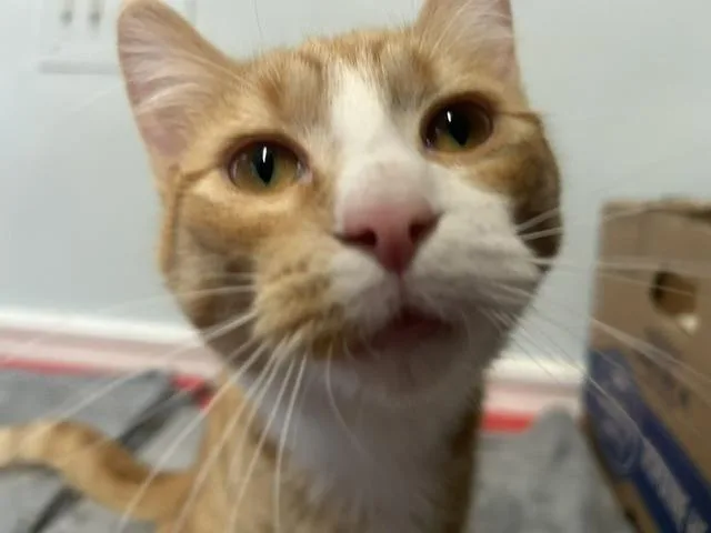 Milo