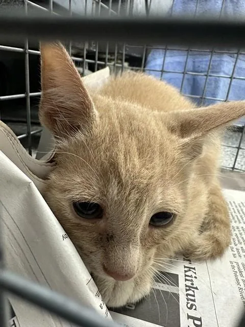 A baby small-sized male Domestic Short Hair cat named A for adoption in Pasadena, TX