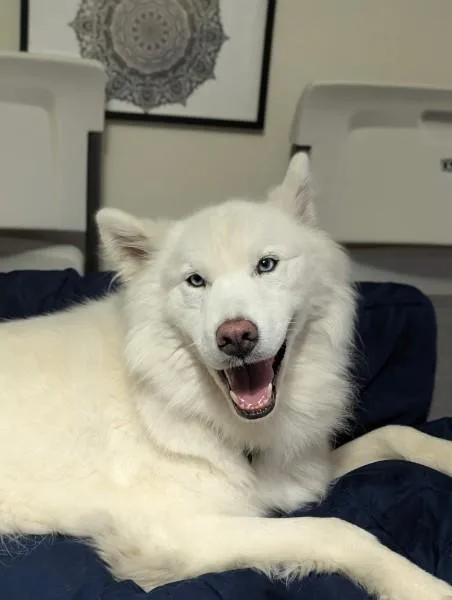 An adult large-sized male White / Cream Samoyed dog named Apollo for adoption in San Rafael, CA