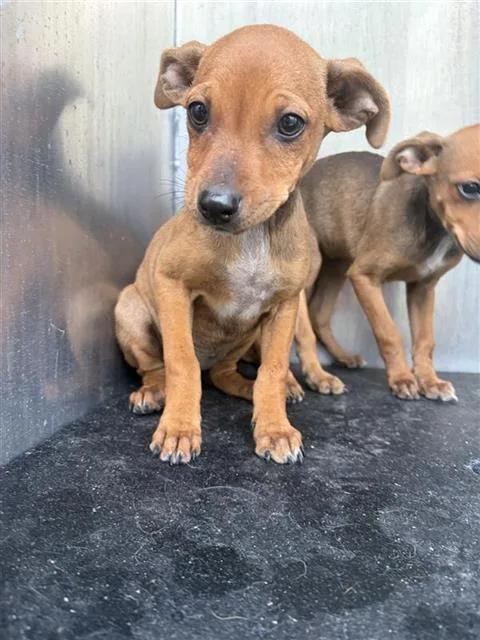 A baby small-sized female Chihuahua dog named Genevieve for adoption in San Antonio, TX