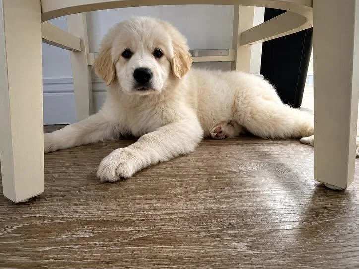 A baby extra large-sized female Great Pyrenees dog named Freya for adoption in Dallas, TX
