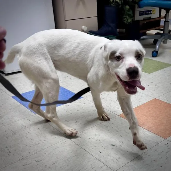 A young small-sized female Australian Shepherd dog named Princess for adoption in Sioux City, IA