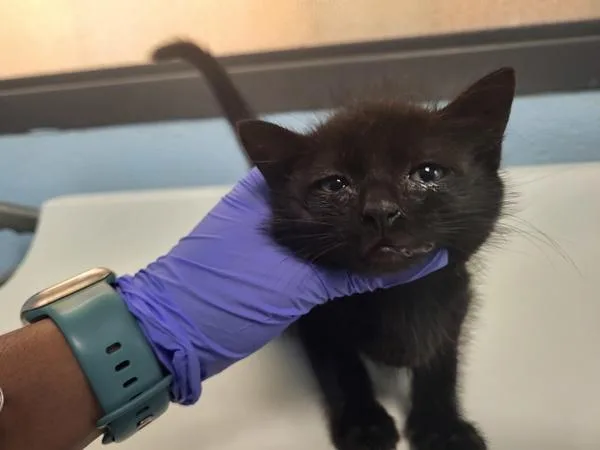 A baby small-sized male Domestic Short Hair cat named Sf for adoption in Lawrenceville, GA