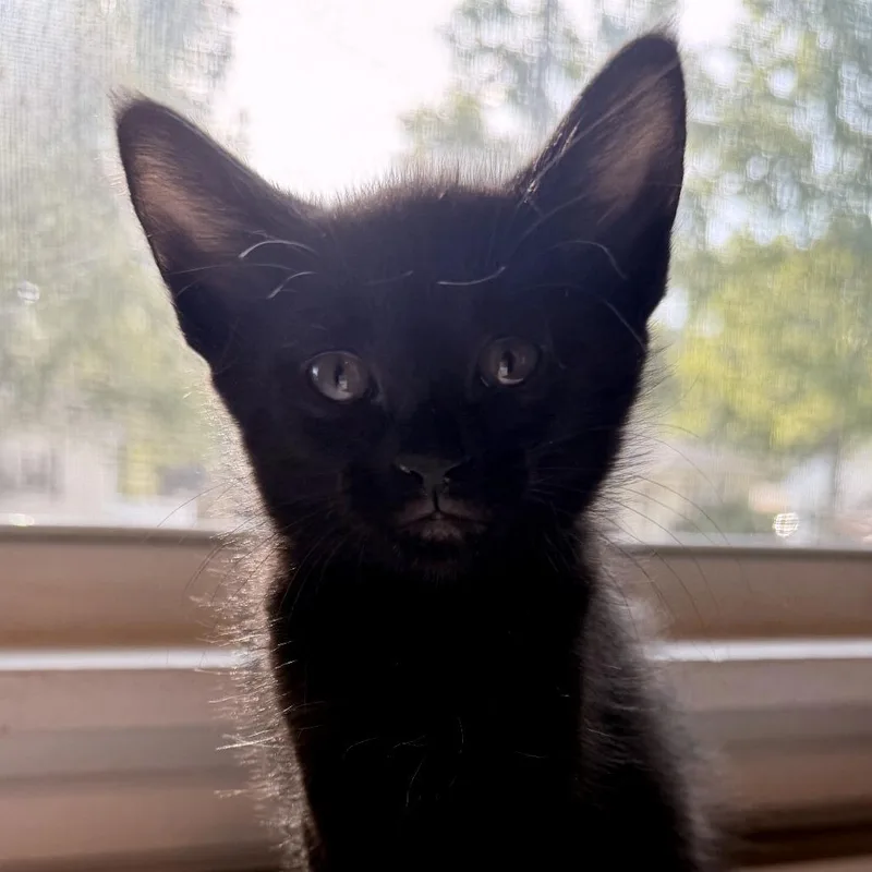Pip