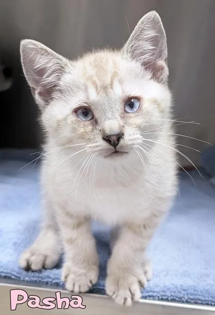 A baby small-sized male Domestic Short Hair cat named Pasha for adoption in Mason, MI