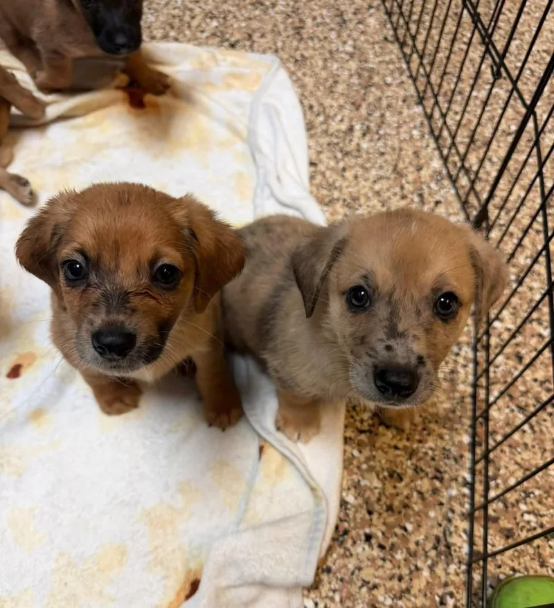 A baby medium-sized male Merle (Red) Terrier dog named Terrier Pups for adoption in Sterling Heights, MI