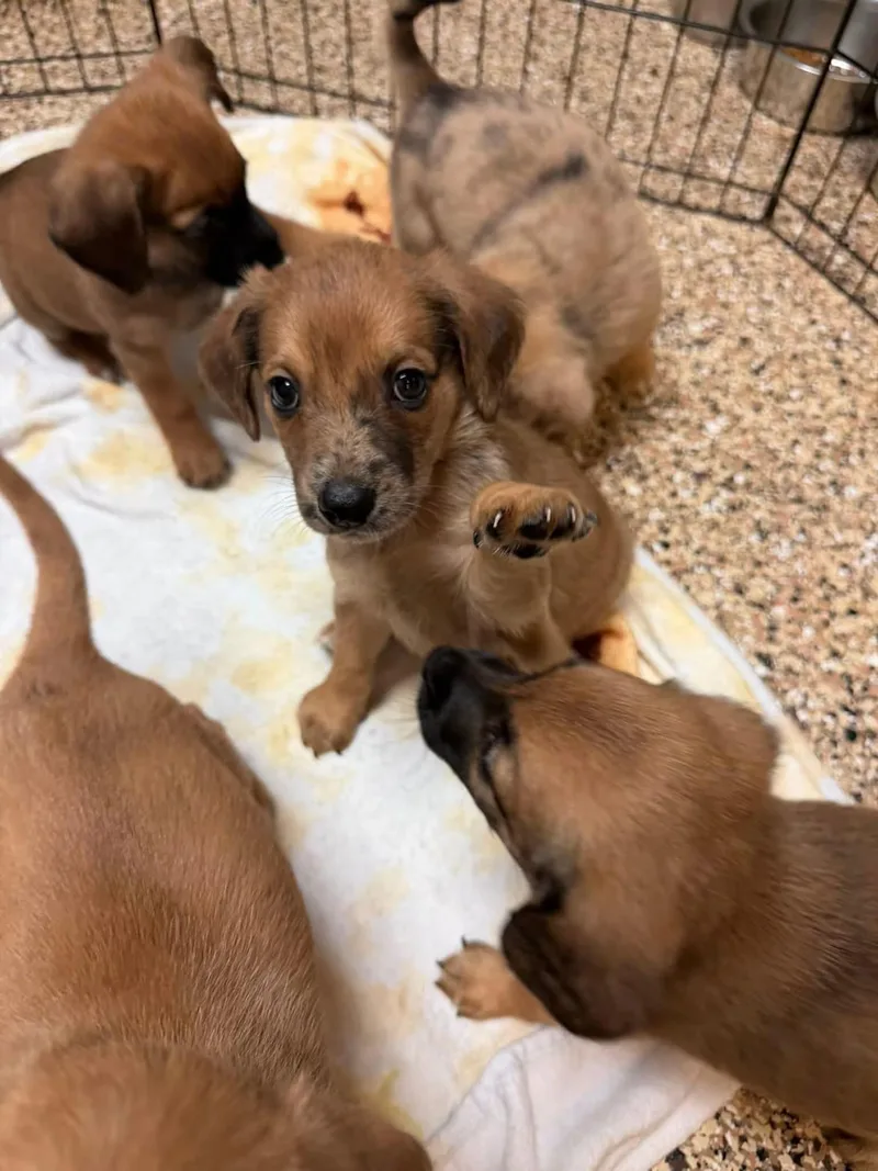 Terrier Pups thumbnail 3