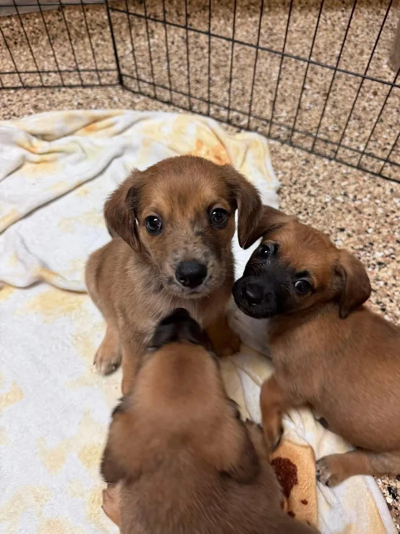 Terrier Pups thumbnail 4