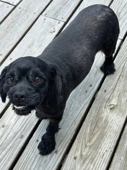 Coal