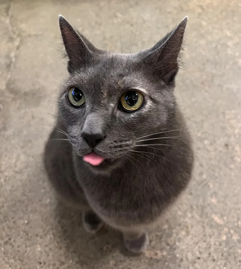A young medium-sized female Dilute Tortoiseshell Domestic Short Hair cat named Wolfie for adoption in Orange, CA