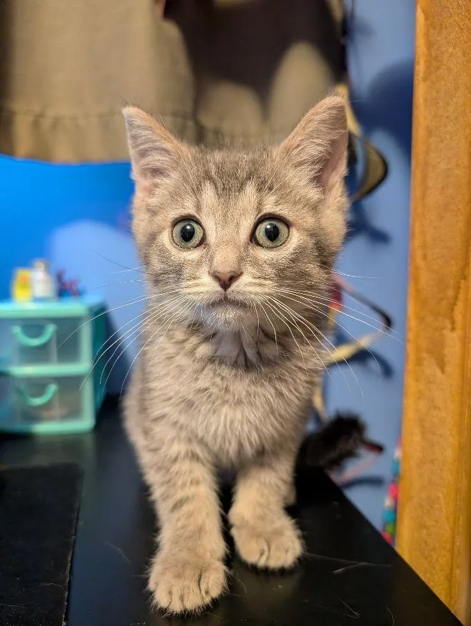 A baby medium-sized male Tabby (Gray / Blue / Silver) Domestic Short Hair cat named Celebration for adoption in Lake Orion, MI