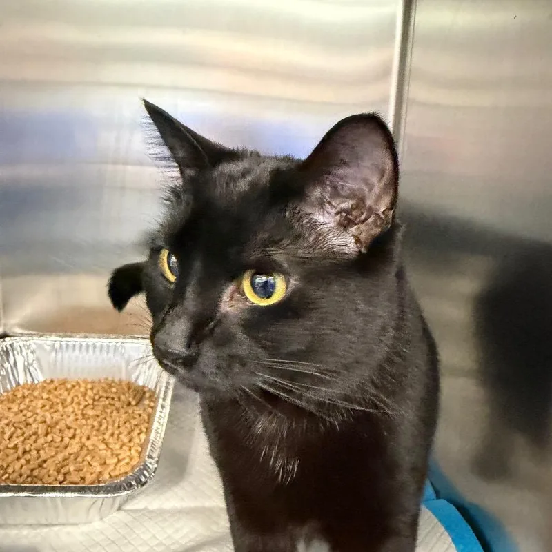 Hot  Dog thumbnail 2