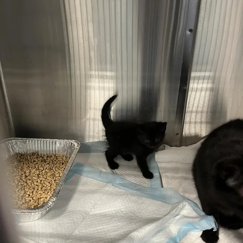 Hot  Dog thumbnail 3