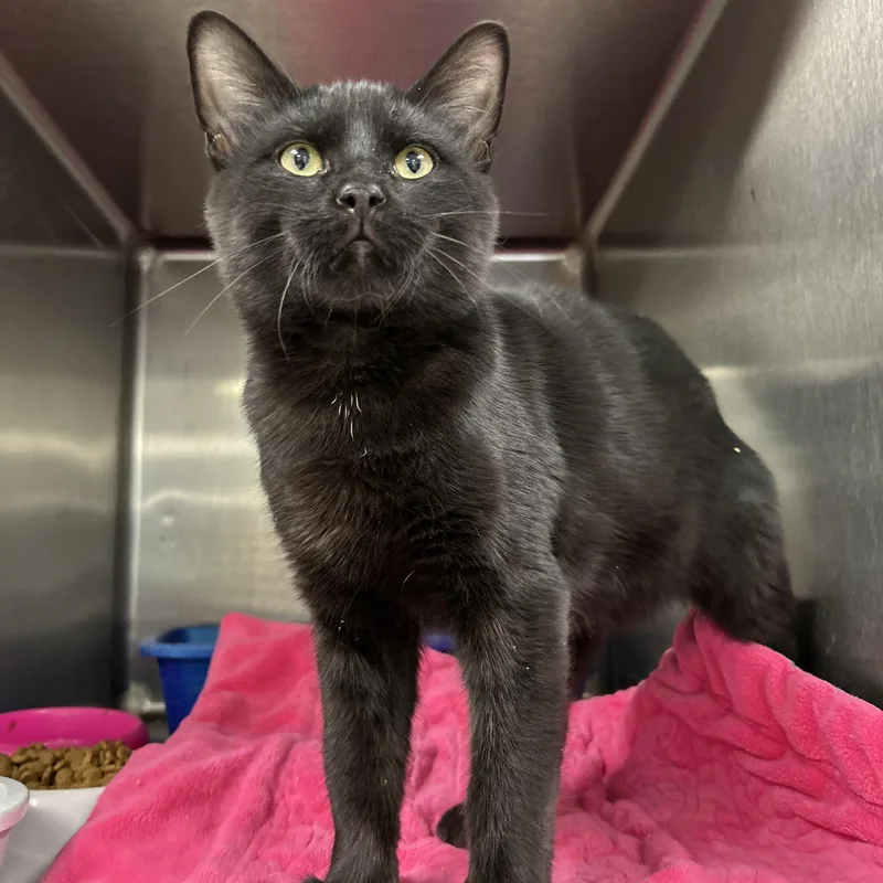 A young medium-sized male Black Domestic Short Hair cat named Onyx for adoption in La Grange Park, IL