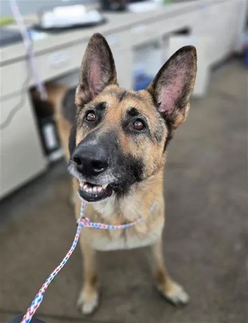 An adult large-sized male Mixed Breed dog named Lagos for adoption in Dallas, TX
