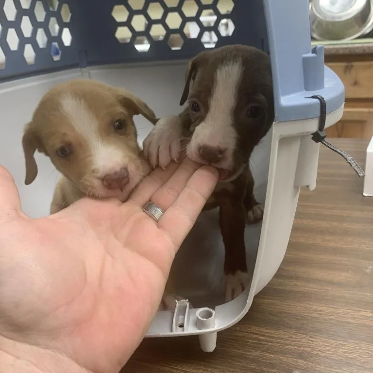 A baby small-sized male Terrier dog named Dude for adoption in Austin, TX