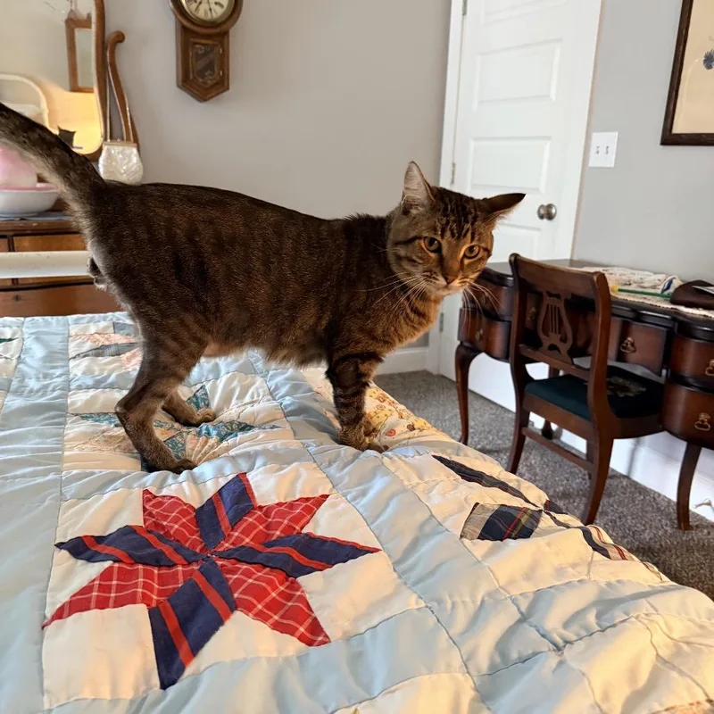 An adult large-sized male Brown / Chocolate Domestic Short Hair cat named Jackson for adoption in Brownsboro, AL