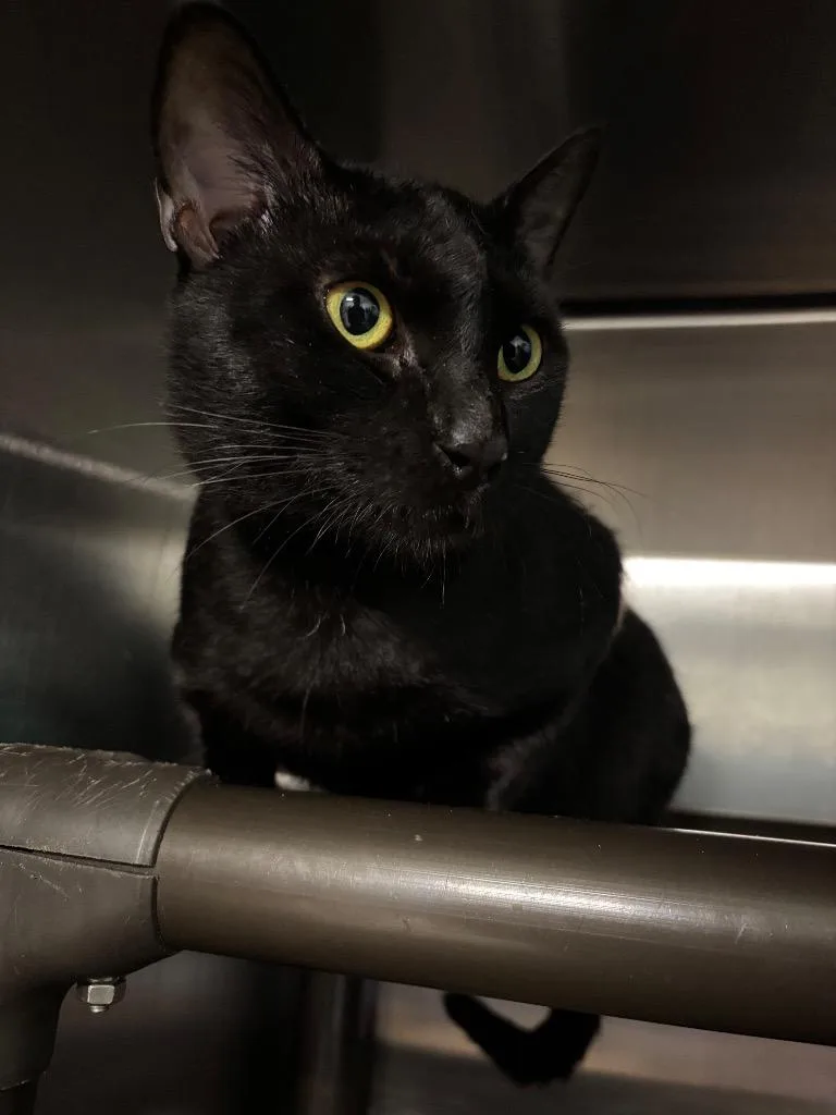A young large-sized male Domestic Short Hair cat named Buffalo for adoption in Metter, GA
