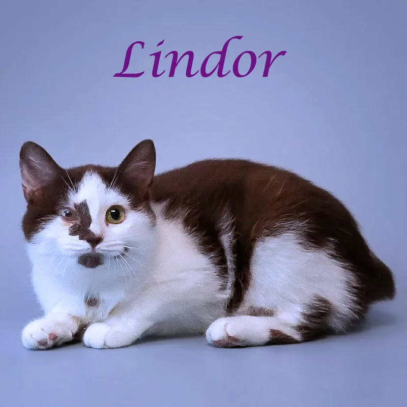 Lindor C